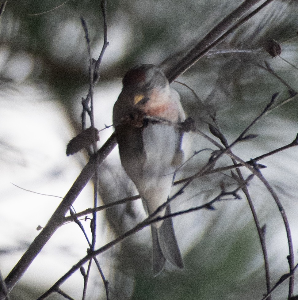 čečetka zimní (ssp. flammea) - ML613173930