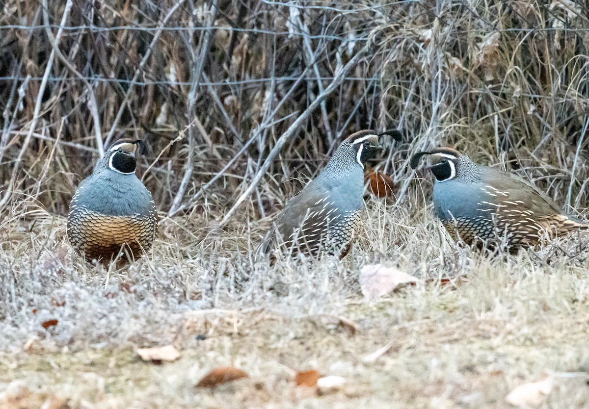 California Quail - ML613174001