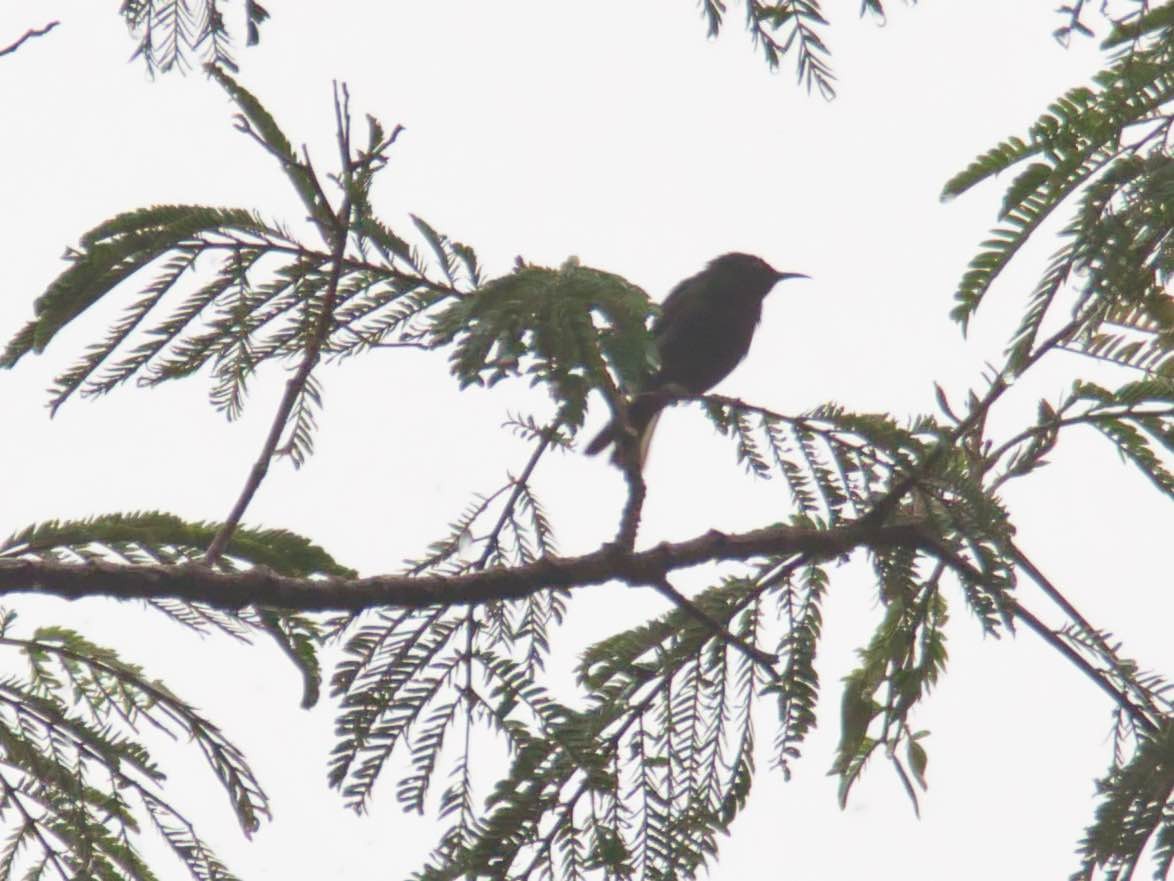 Papuan Black Myzomela - Eric Carpenter