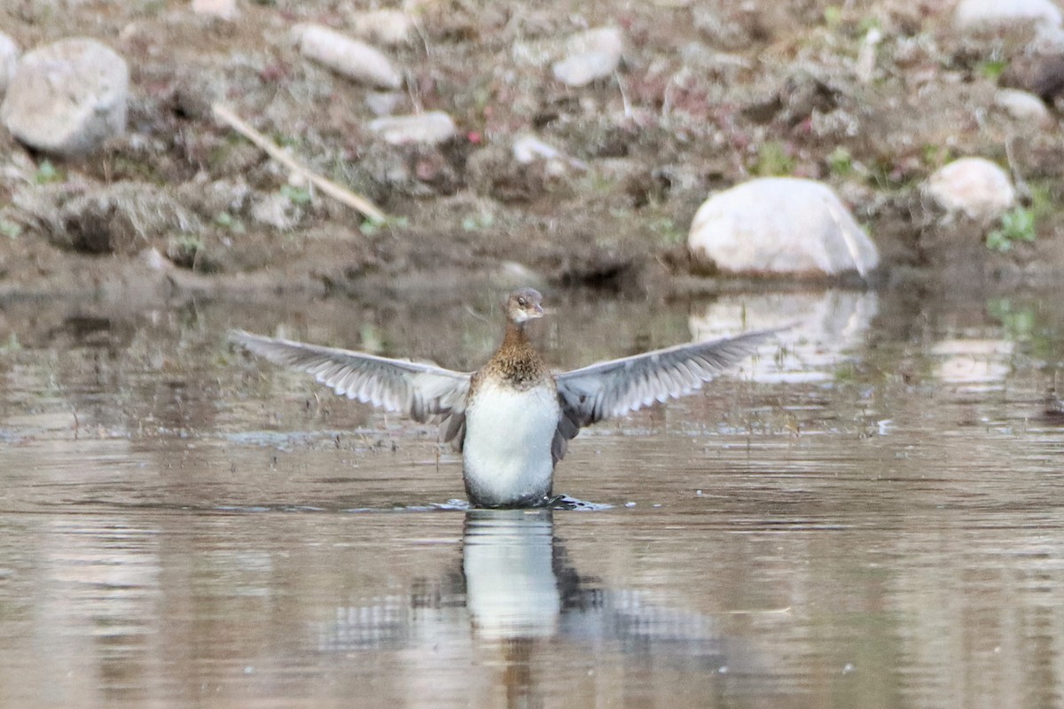 Pied-billed Grebe - ML613174116