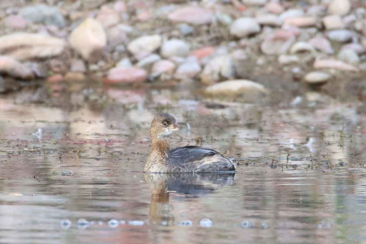 Pied-billed Grebe - ML613174117