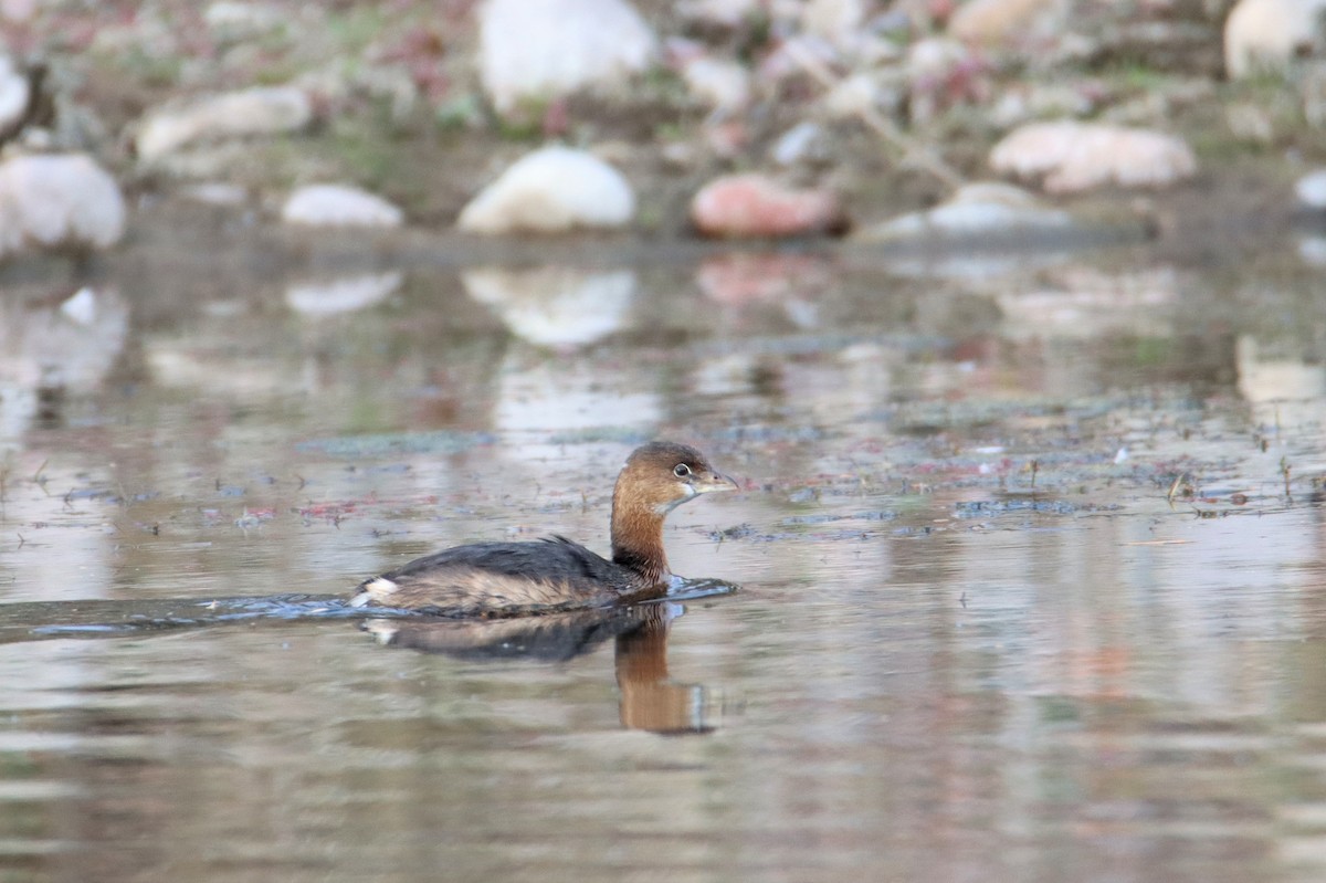 Pied-billed Grebe - ML613174120