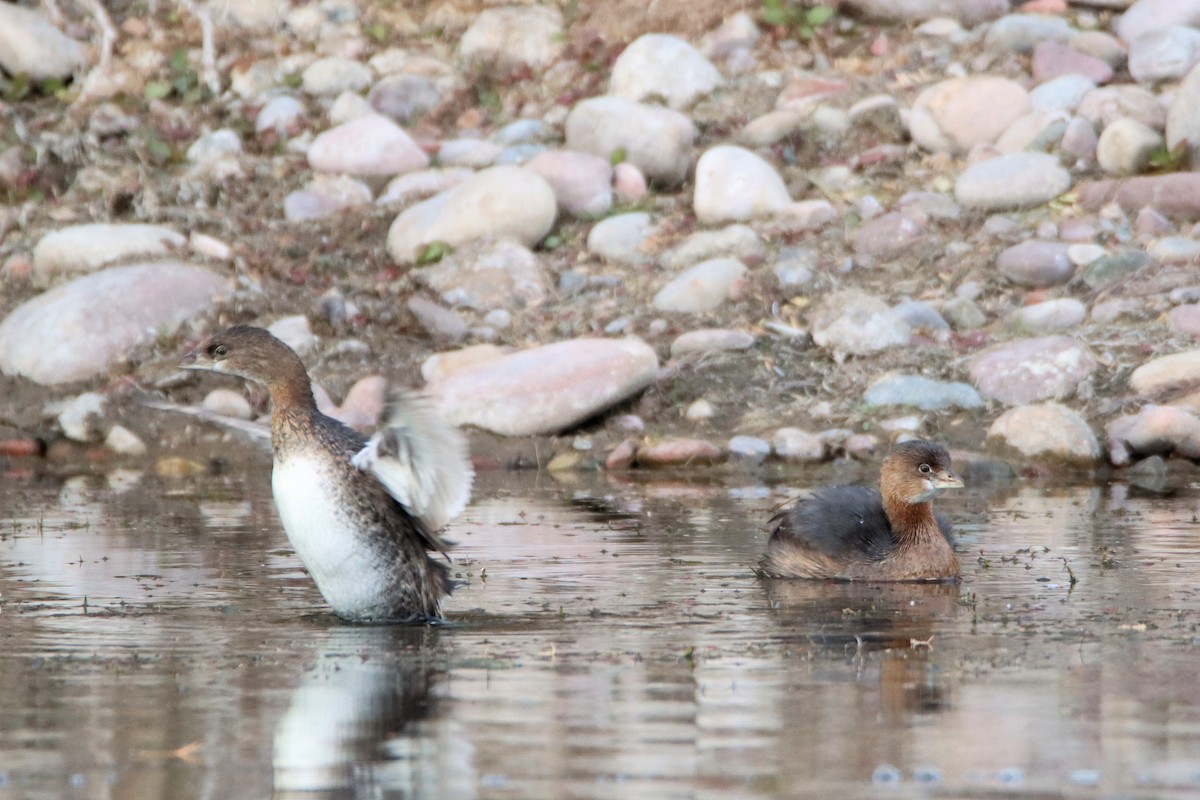 Pied-billed Grebe - ML613174121