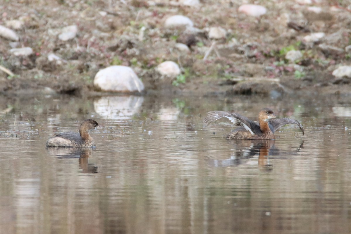 Pied-billed Grebe - ML613174122