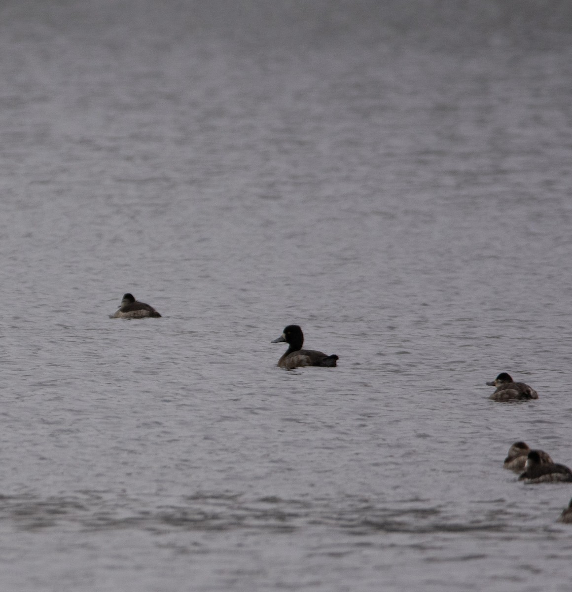 Lesser Scaup - ML613174147