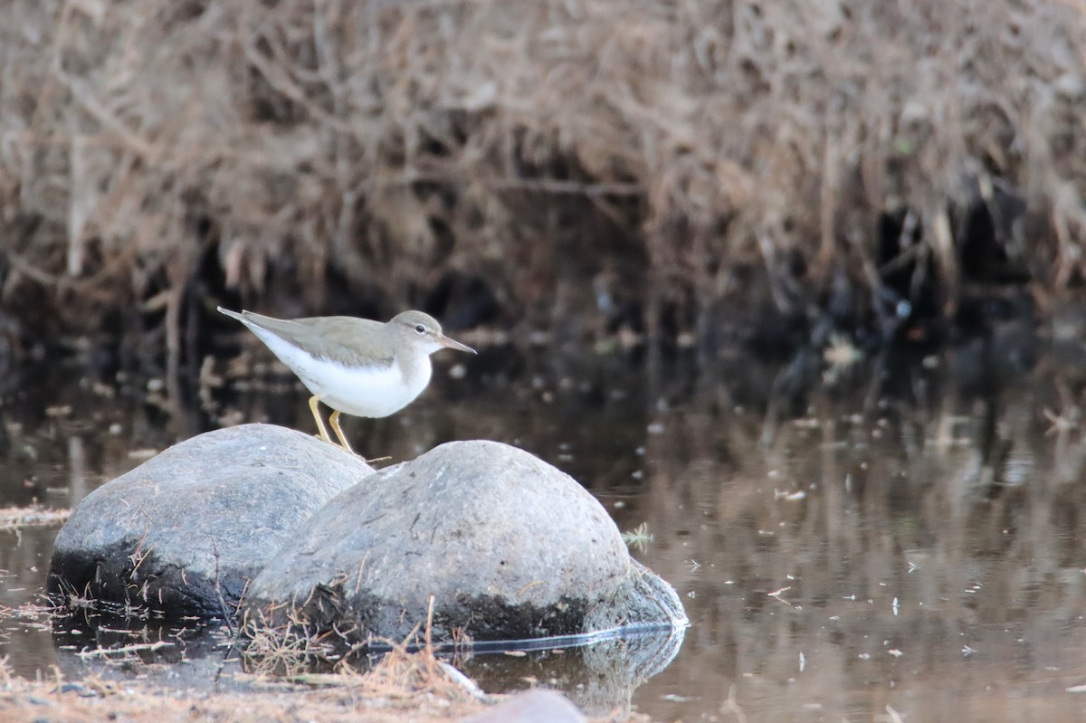 Spotted Sandpiper - ML613174407