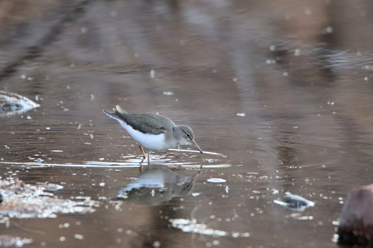 Spotted Sandpiper - ML613174408