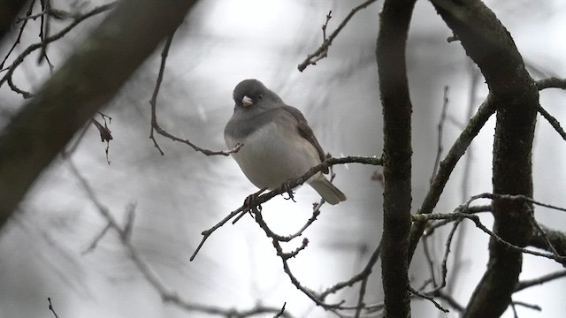 Dark-eyed Junco (cismontanus) - ML613174489