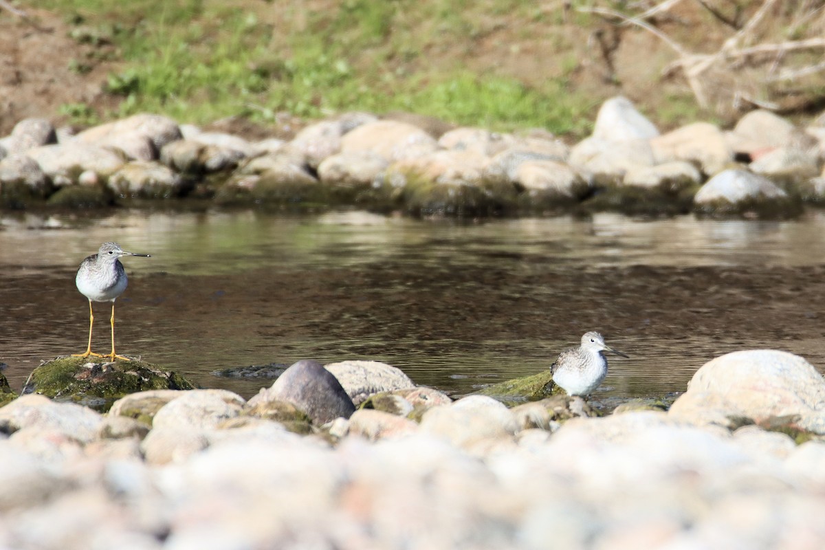 Greater Yellowlegs - ML613174494