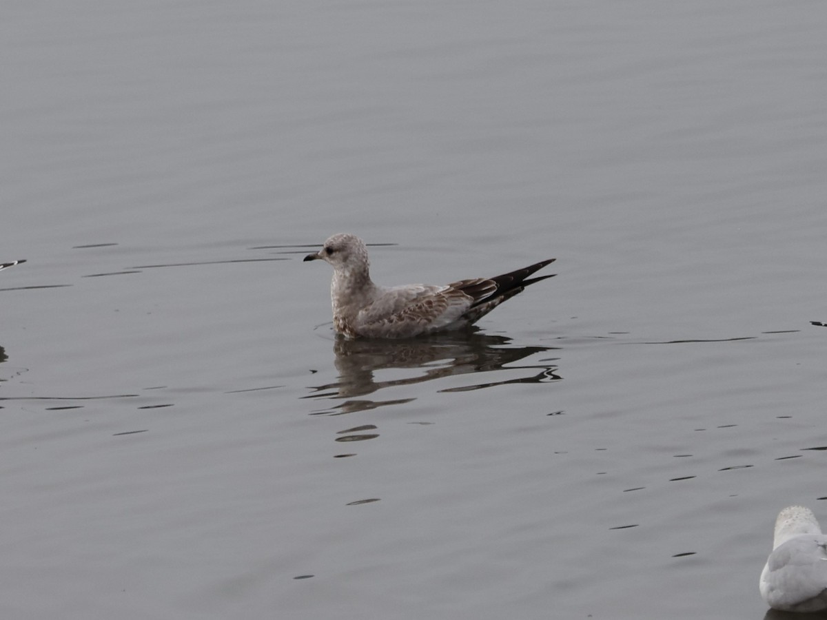 Short-billed Gull - ML613174519