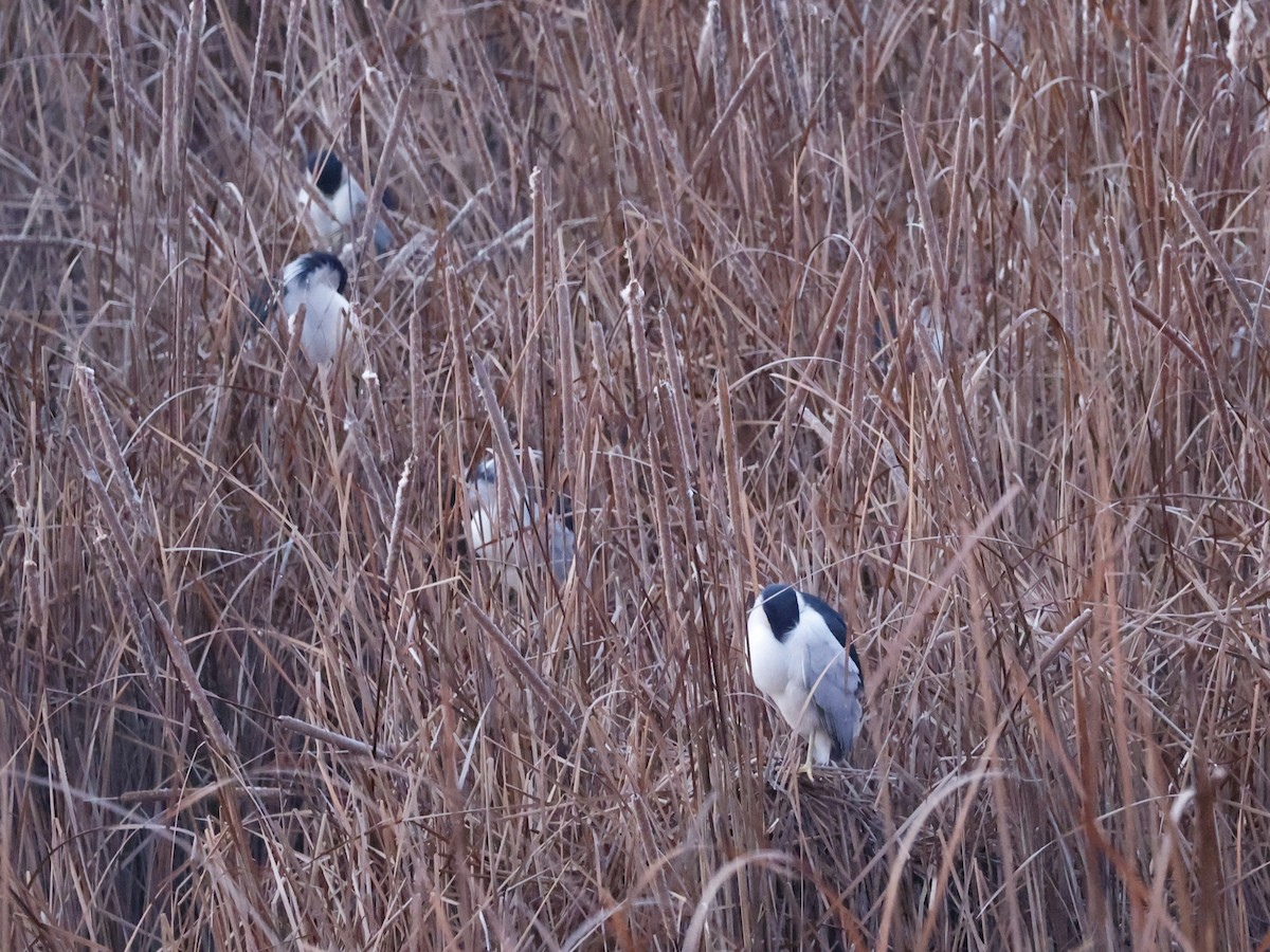 Black-crowned Night Heron (American) - ML613174529