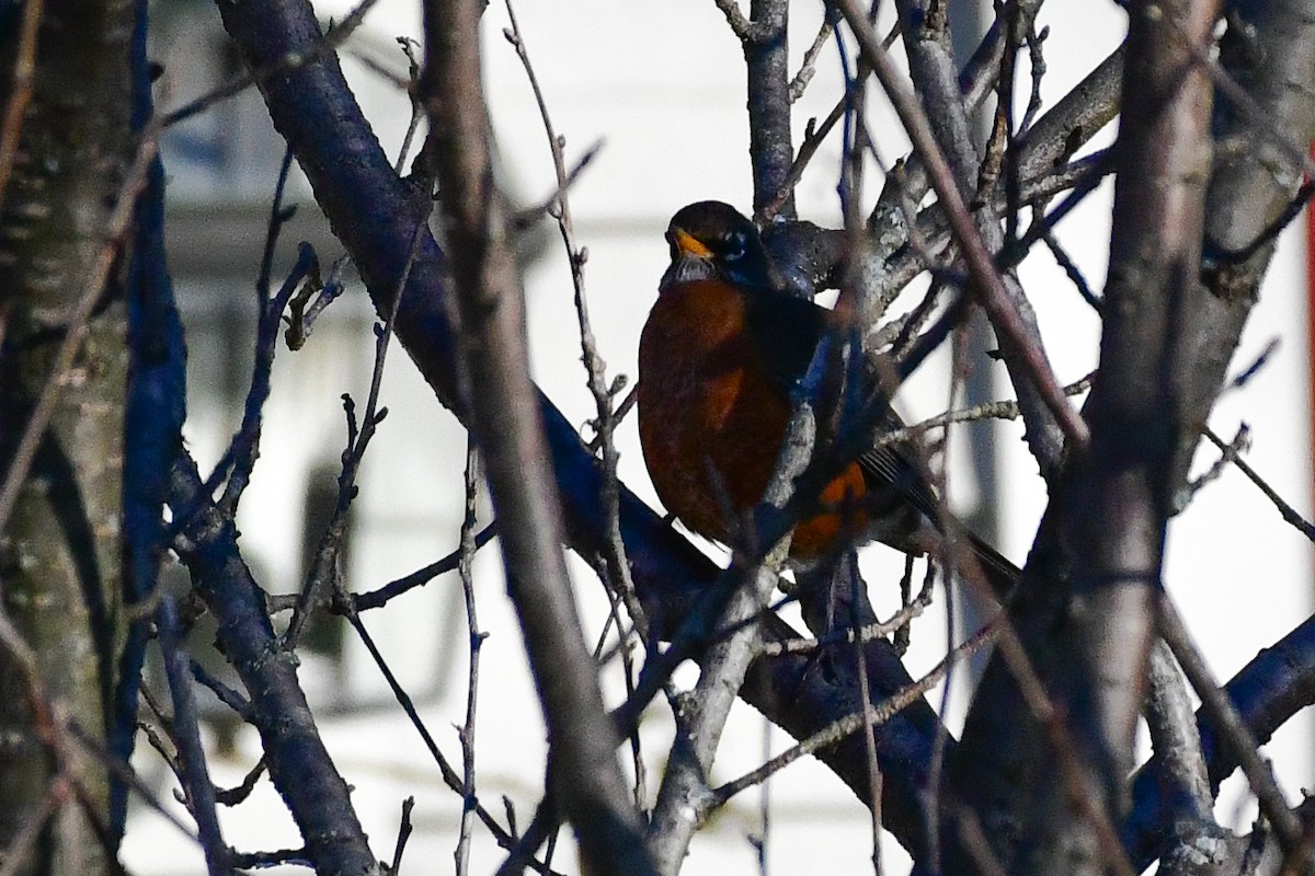 American Robin - ML613174533