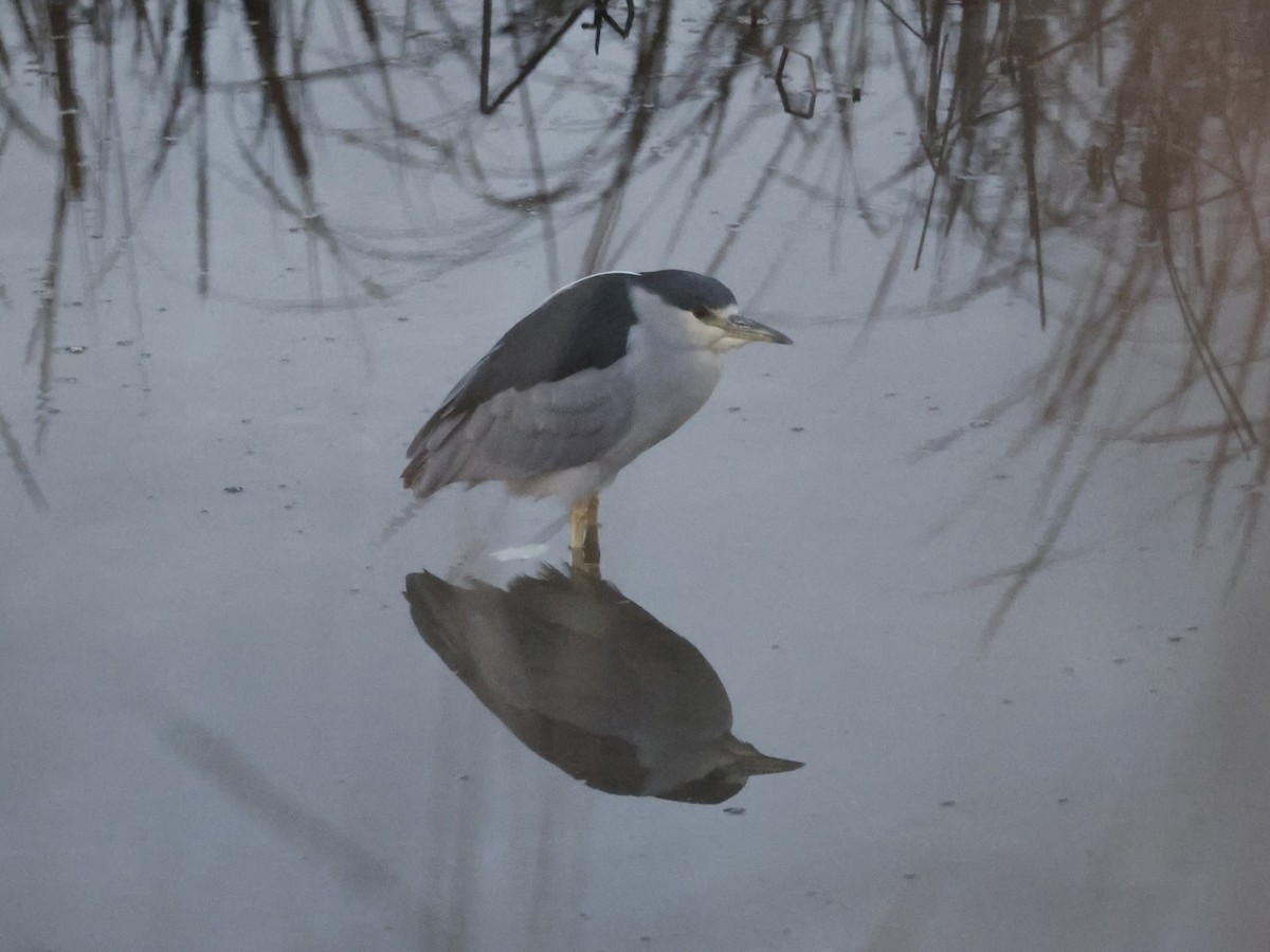 Black-crowned Night Heron (American) - ML613174534