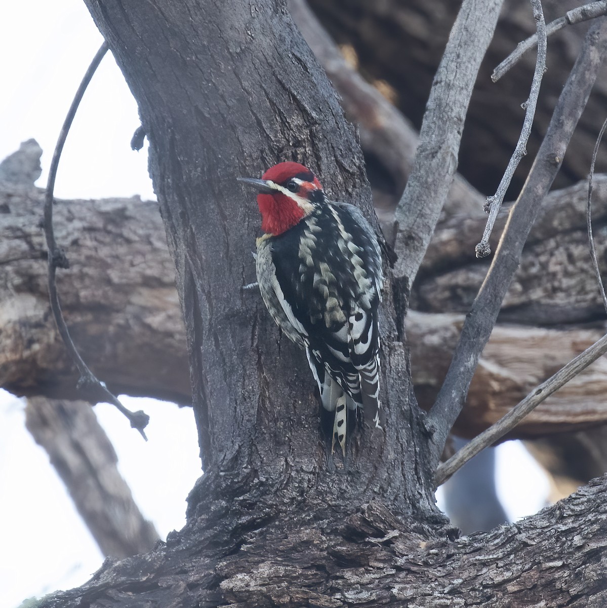 Red-naped Sapsucker - ML613174636