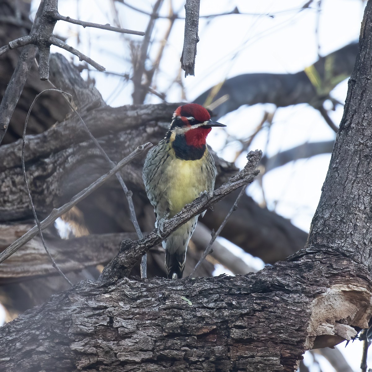 Red-naped Sapsucker - ML613174637