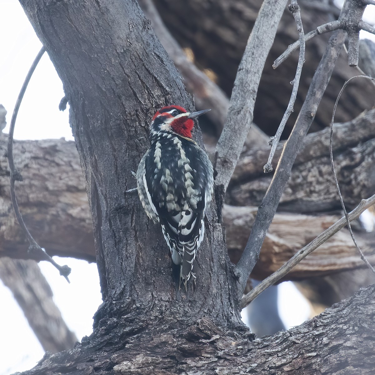 Red-naped Sapsucker - ML613174638