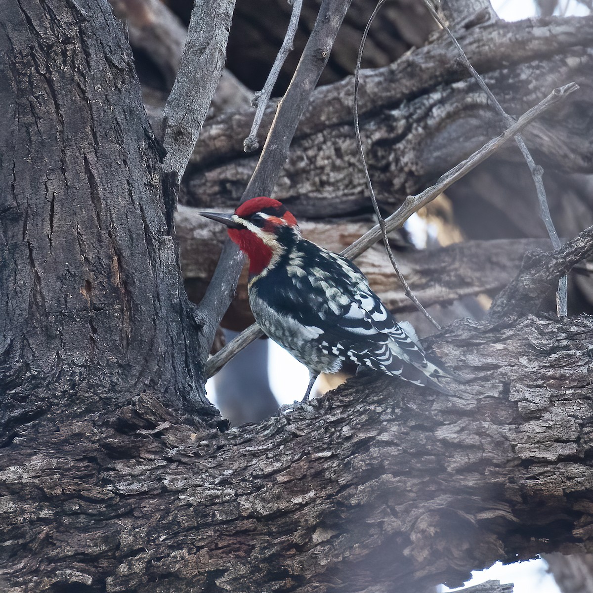 Red-naped Sapsucker - ML613174640