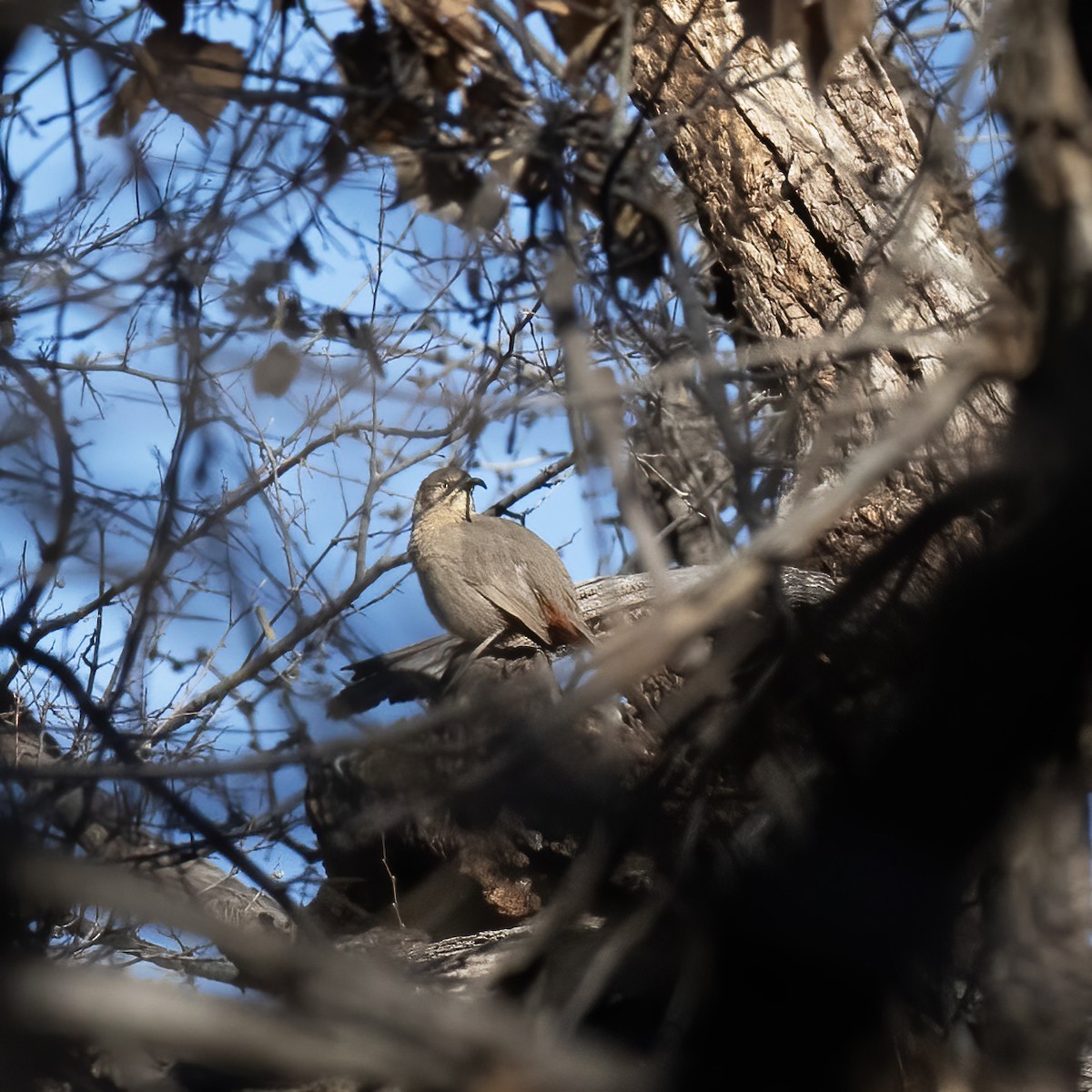 Crissal Thrasher - ML613174685