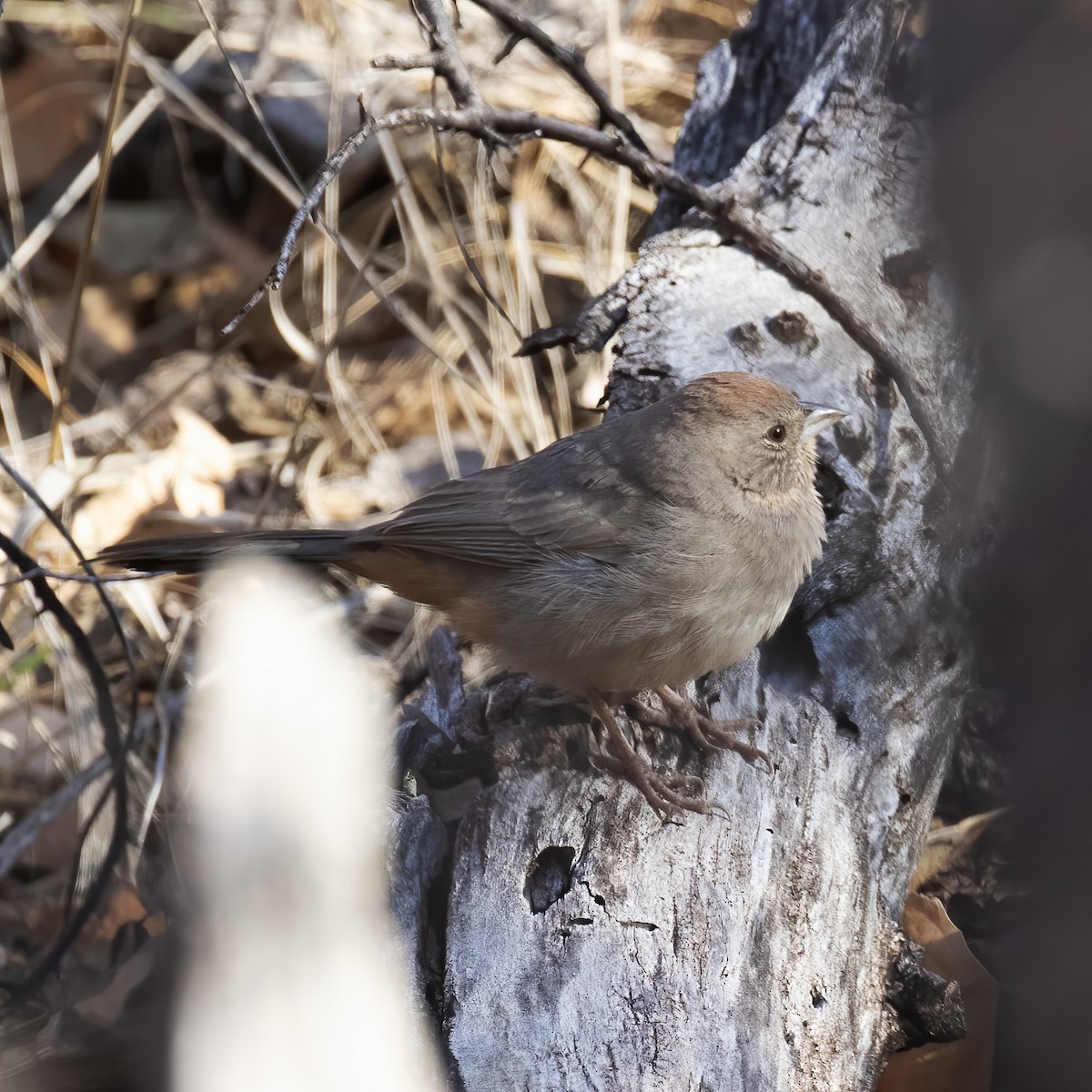 Canyon Towhee - ML613174693