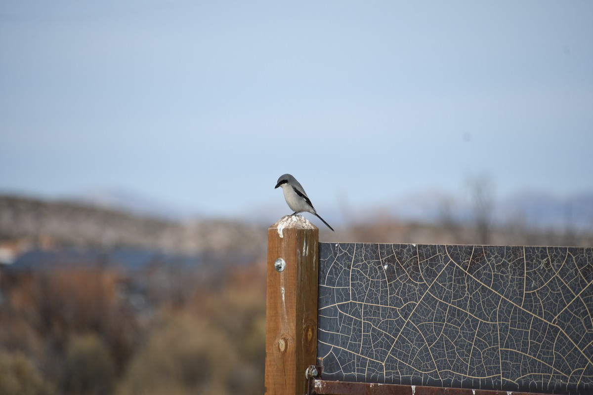 Loggerhead Shrike - ML613174696