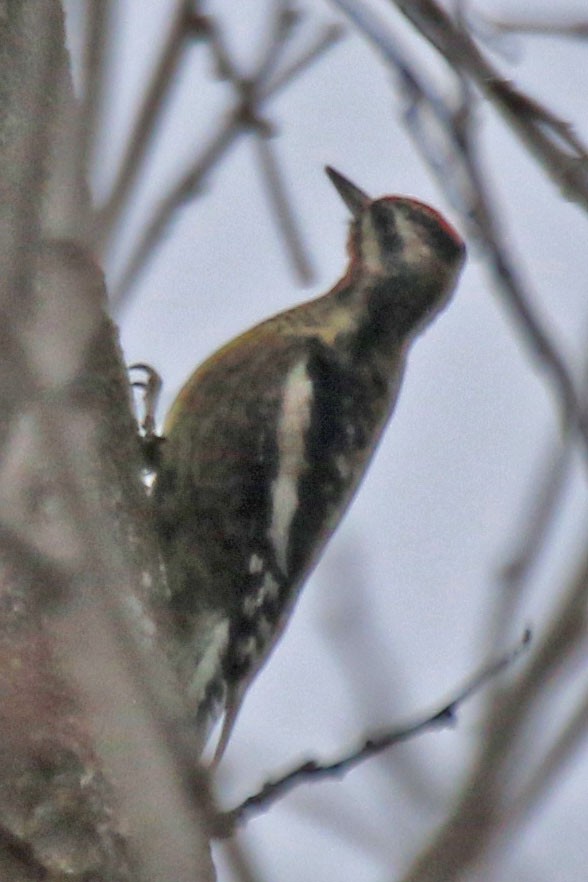 Yellow-bellied Sapsucker - ML613174716