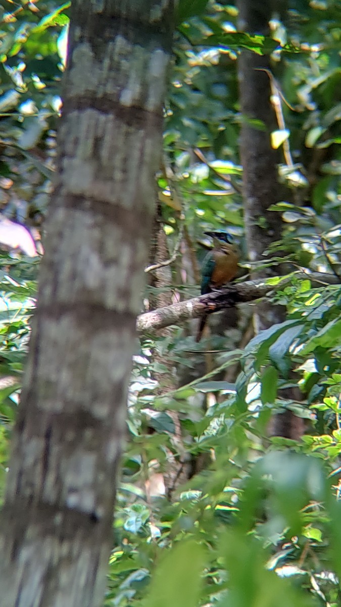 Amazonian Motmot - Maria Clara Tinti