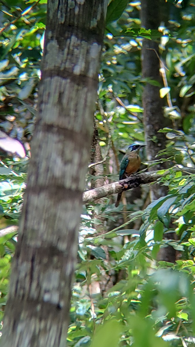 blåpannemotmot - ML613174744