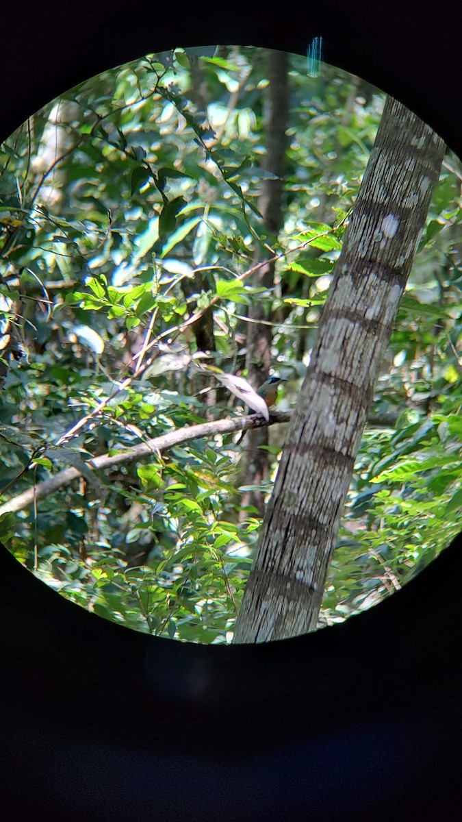 Amazonian Motmot - Maria Clara Tinti