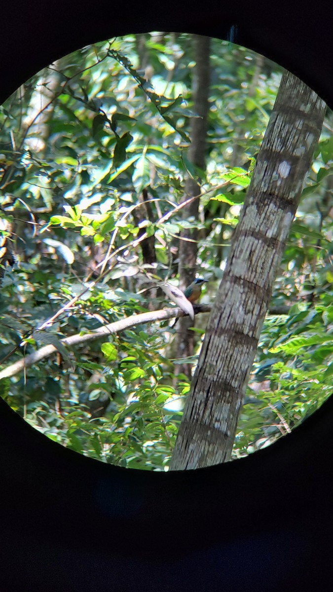 Amazonian Motmot - ML613174747