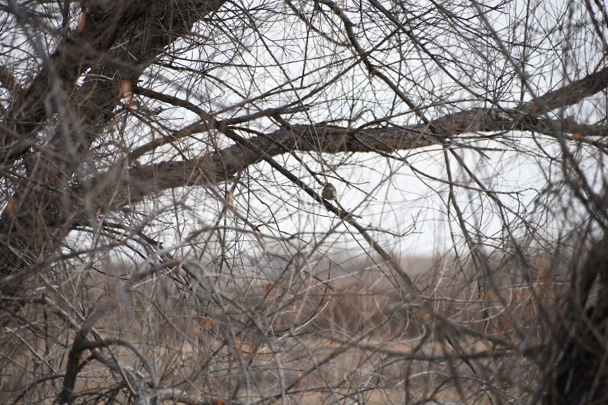 lesňáček žlutoskvrnný (ssp. coronata) - ML613174748