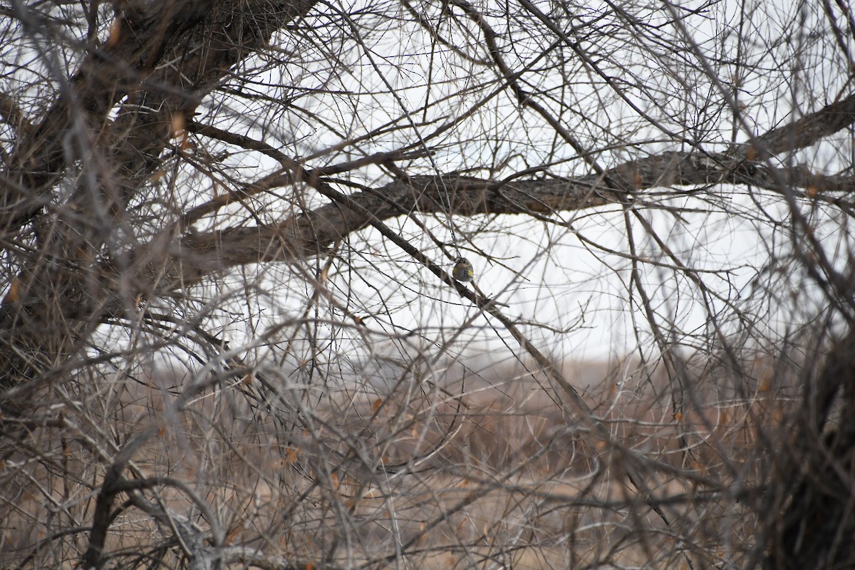 Yellow-rumped Warbler (Myrtle) - ML613174748