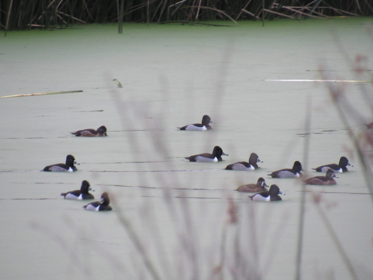 Ring-necked Duck - ML613174749