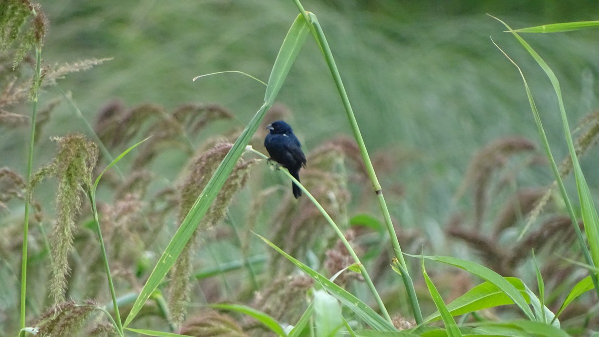 Blue-black Grassquit - Javier Ubiría