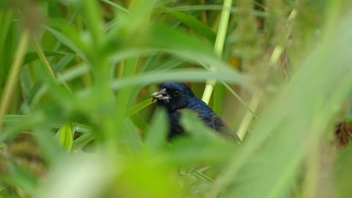 Blue-black Grassquit - Javier Ubiría