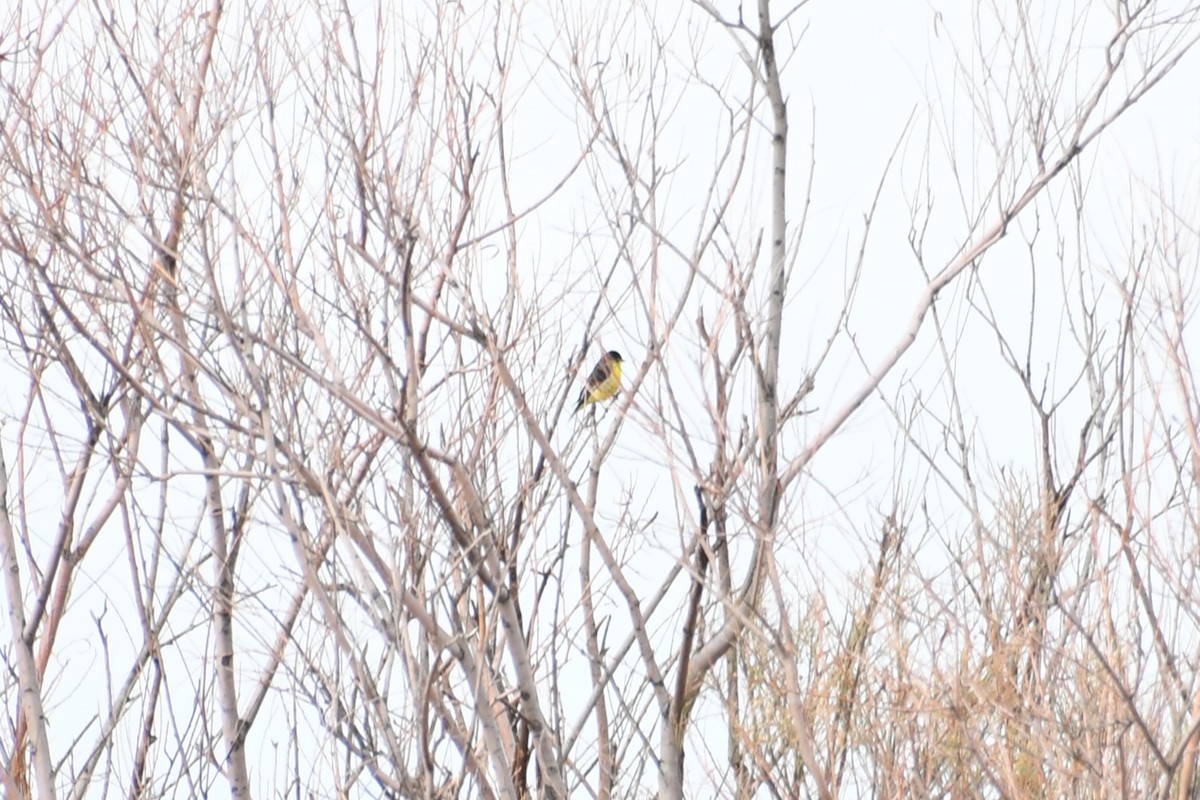 Lesser Goldfinch - ML613174861