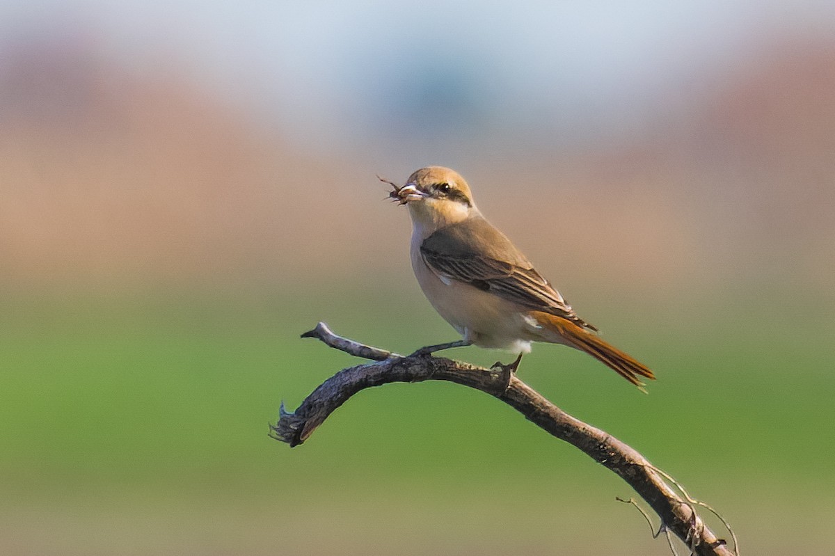 Isabelline Shrike - ML613174863