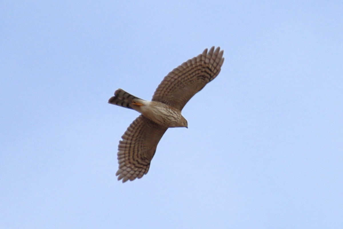 Sharp-shinned Hawk - ML613174899