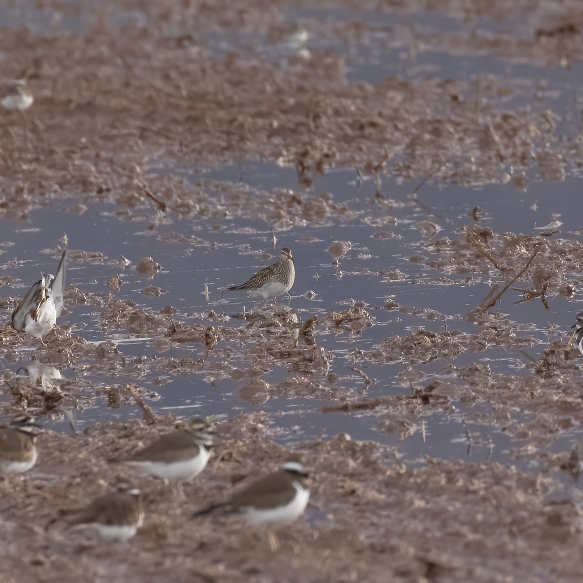 Pectoral Sandpiper - ML613174995