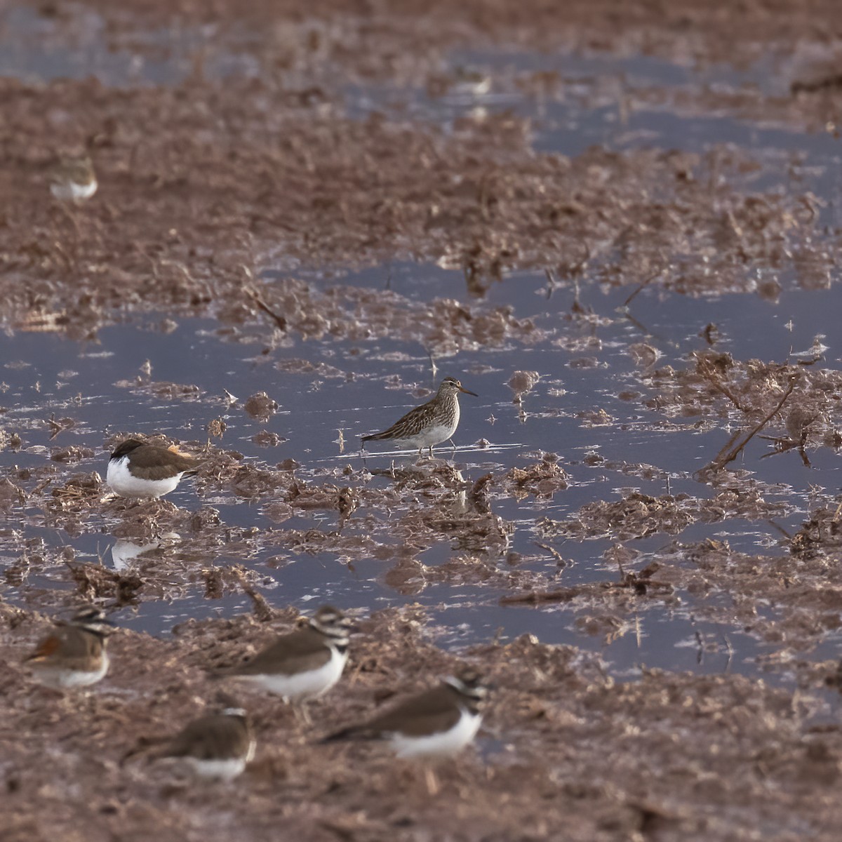 Graubrust-Strandläufer - ML613174996