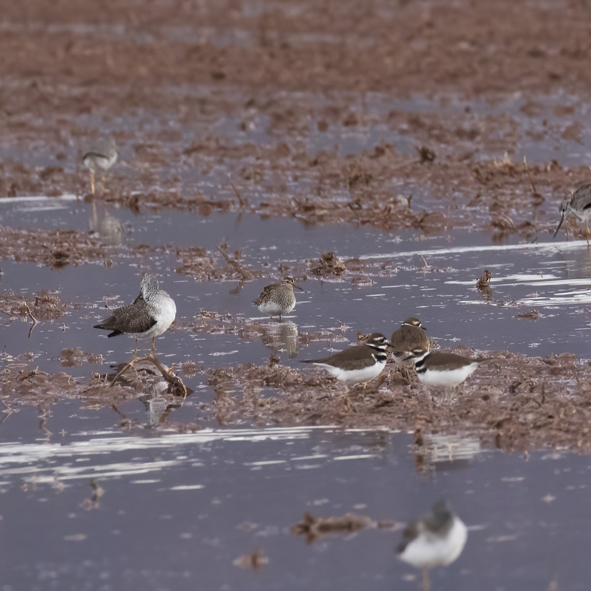 Graubrust-Strandläufer - ML613174997