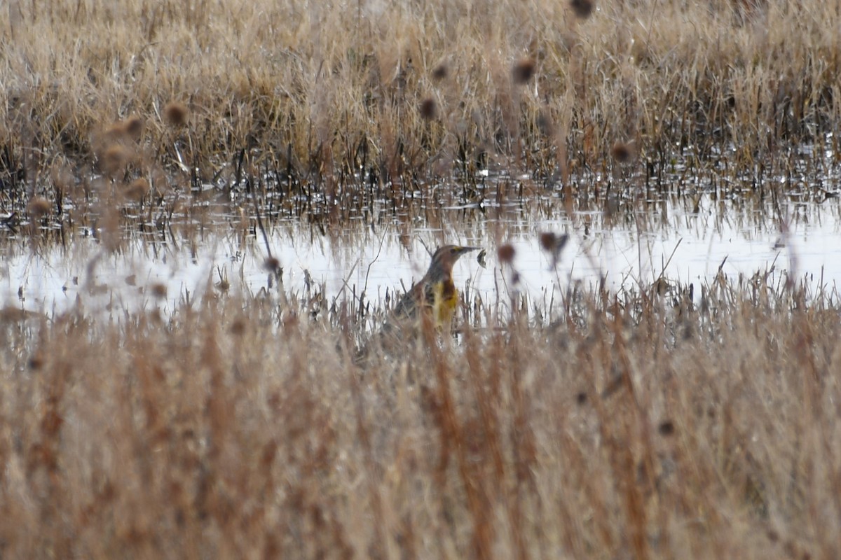 Western/Chihuahuan Meadowlark - ML613175000