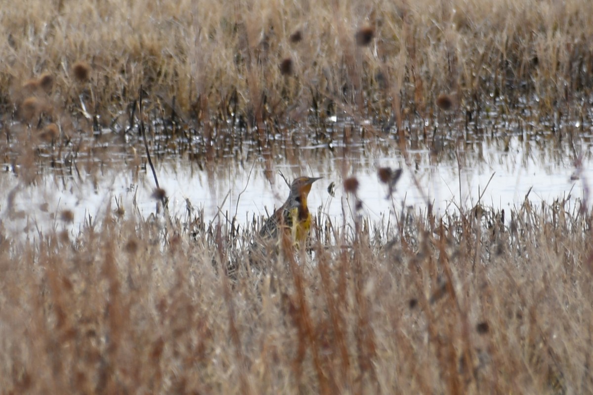 Western/Chihuahuan Meadowlark - ML613175001