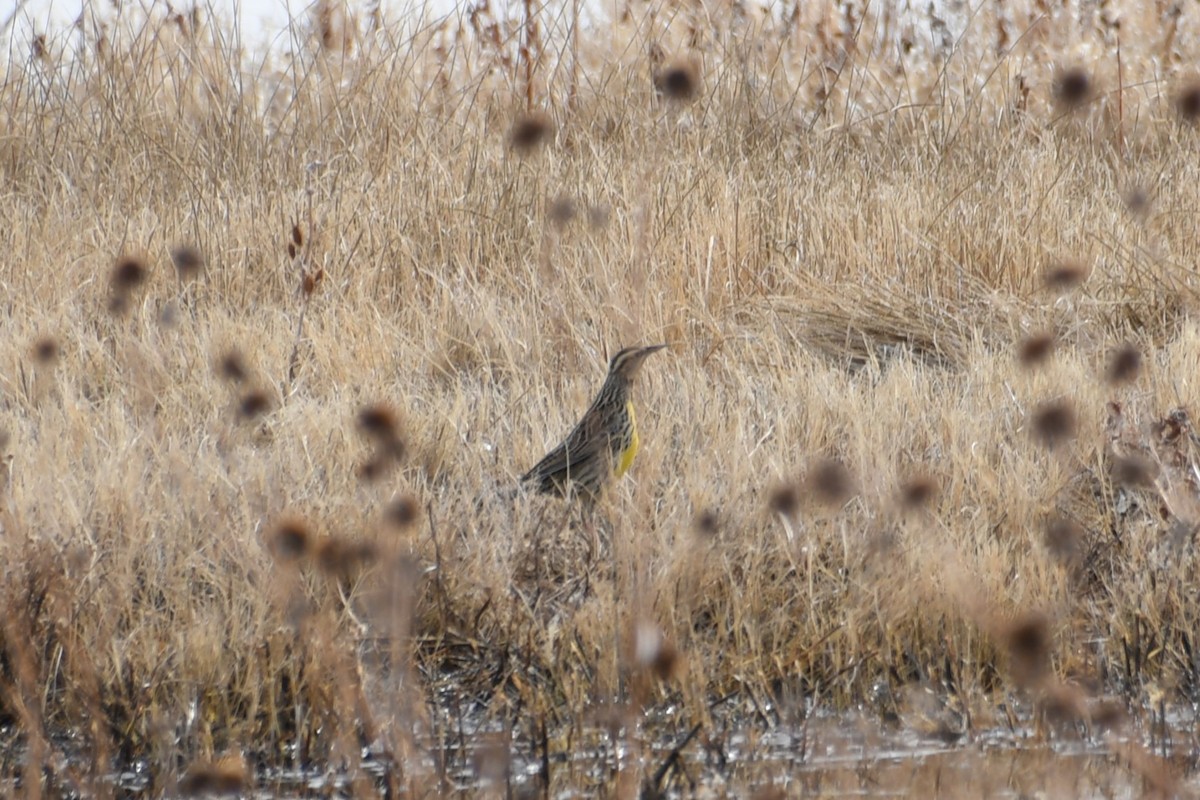 Western/Chihuahuan Meadowlark - ML613175002