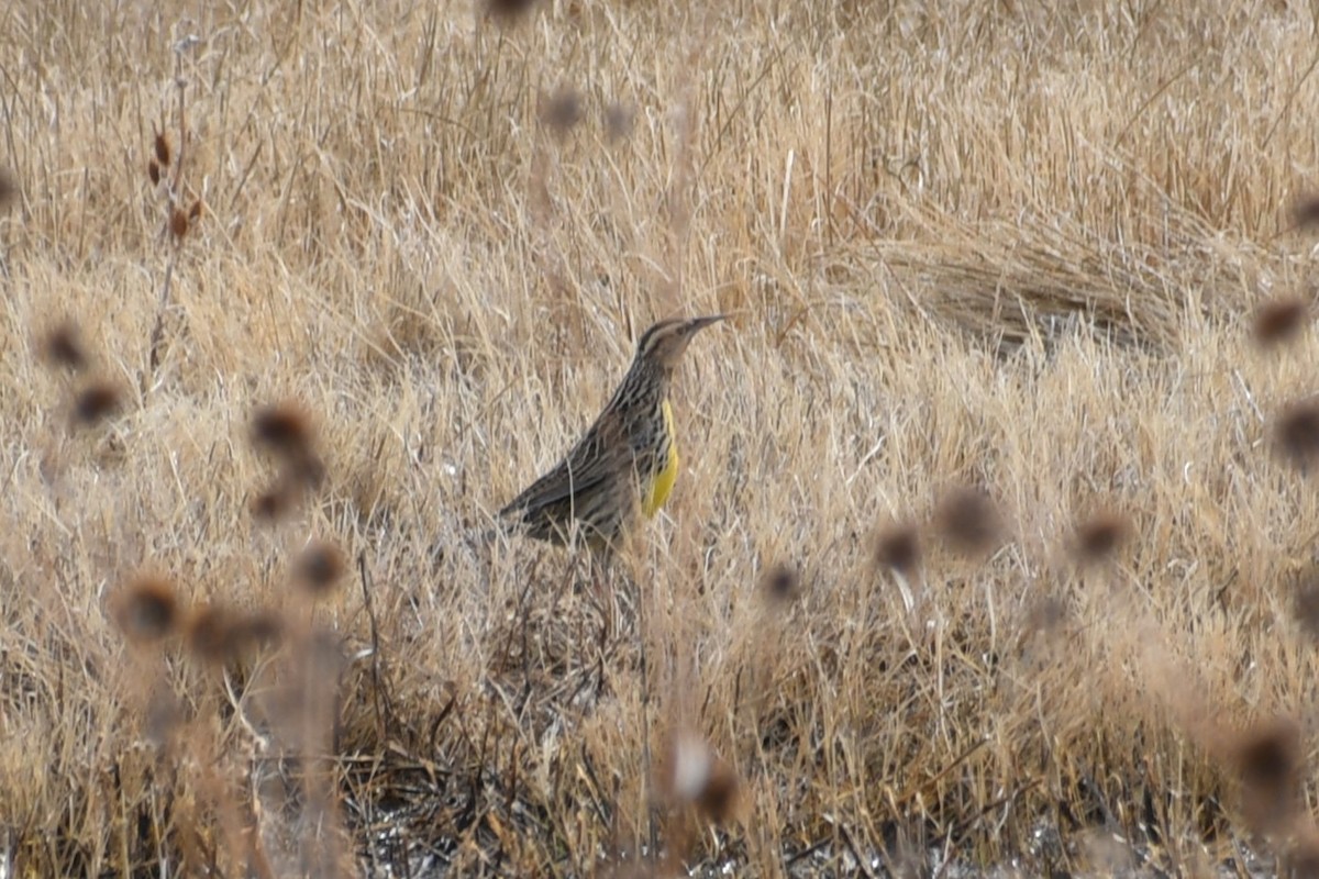 Western/Chihuahuan Meadowlark - ML613175004