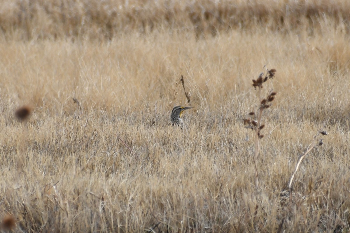 Western/Chihuahuan Meadowlark - ML613175005