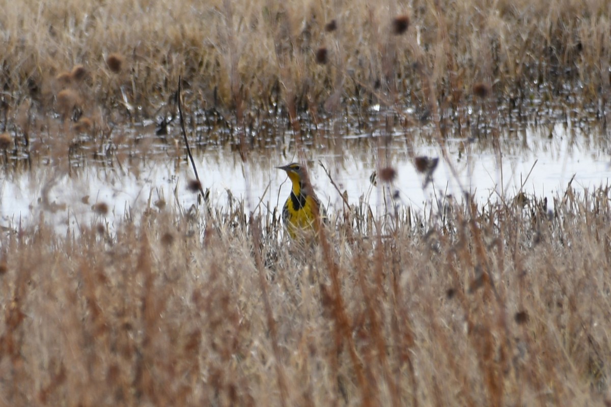 Western/Chihuahuan Meadowlark - ML613175006