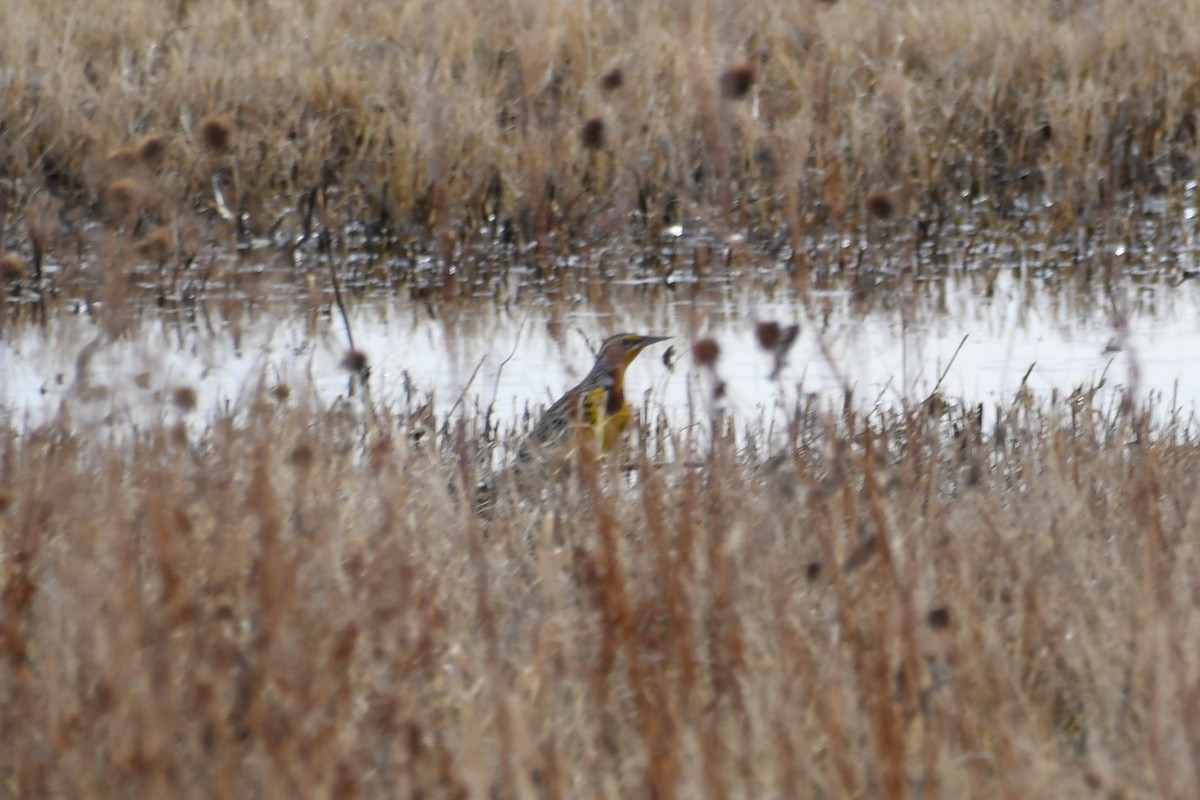 Western/Chihuahuan Meadowlark - Samuel Vassallo