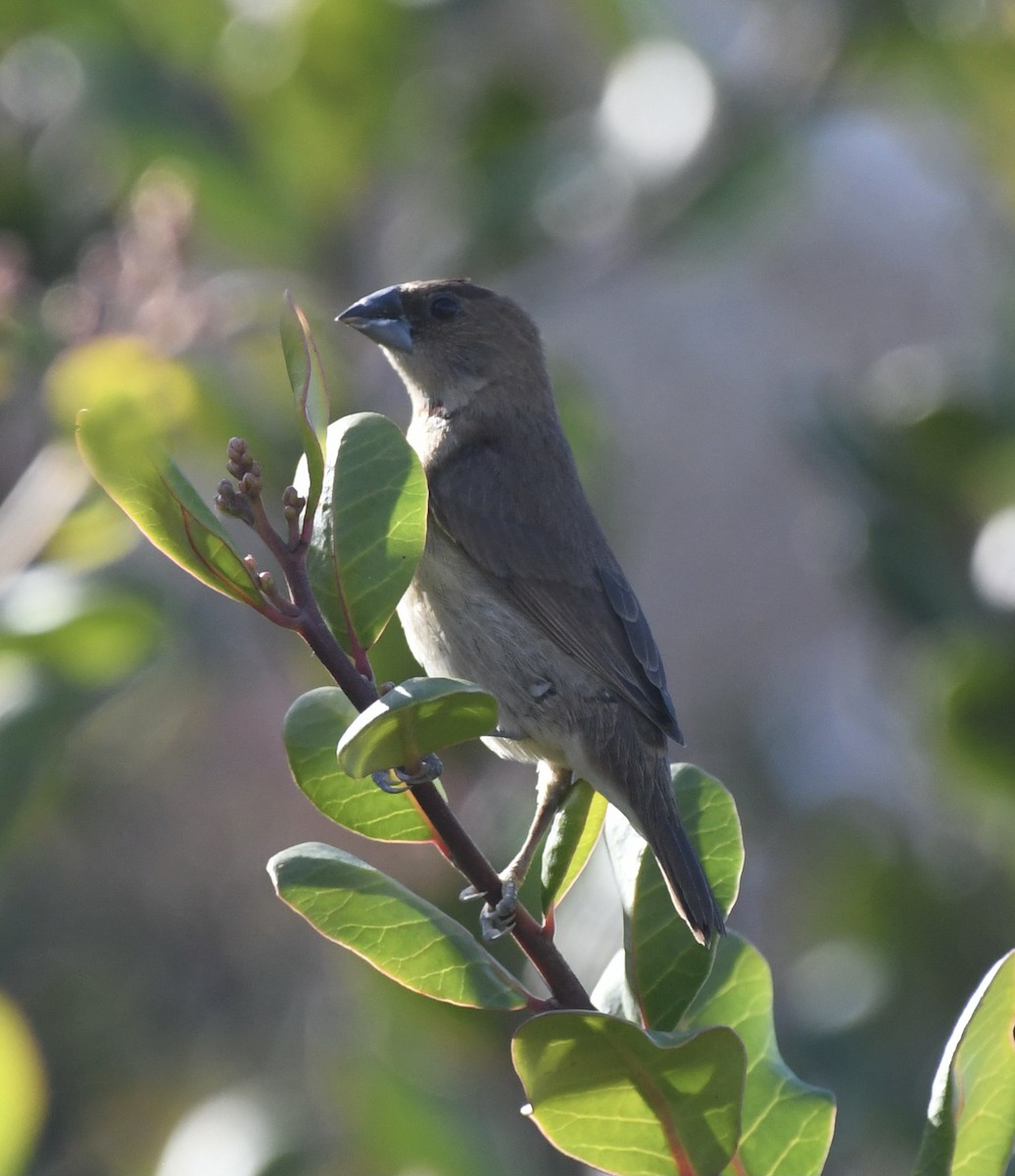 Scaly-breasted Munia - ML613175013