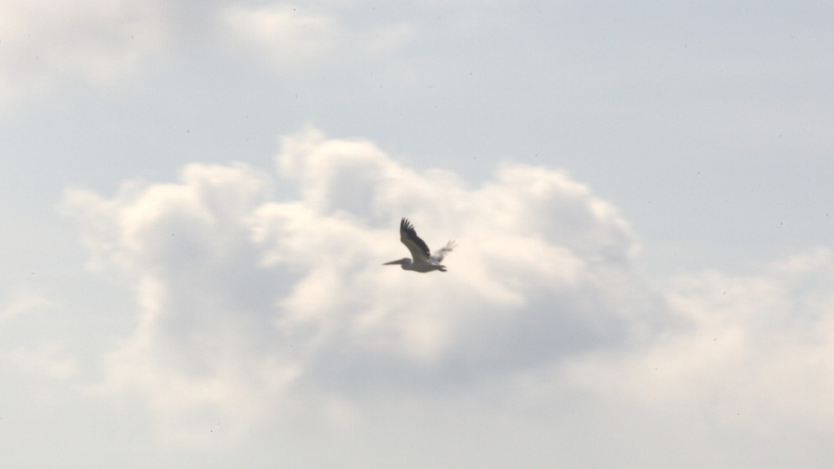 Great White Pelican - ML613175033