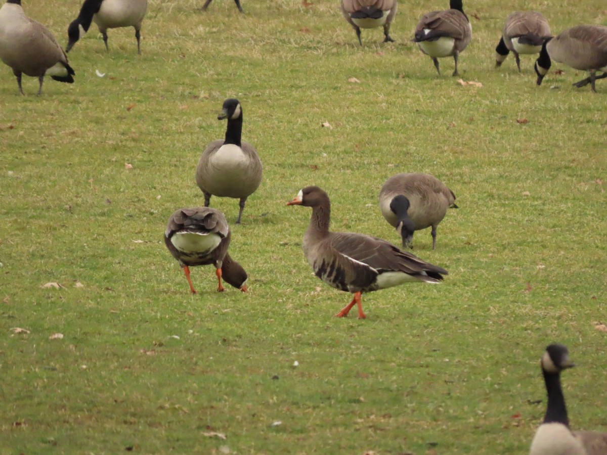Greater White-fronted Goose - ML613175061